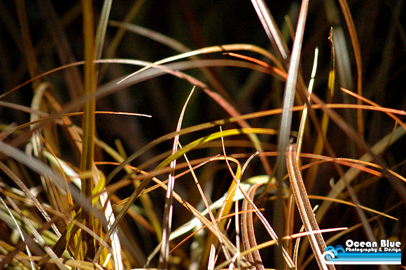 Golden Grass