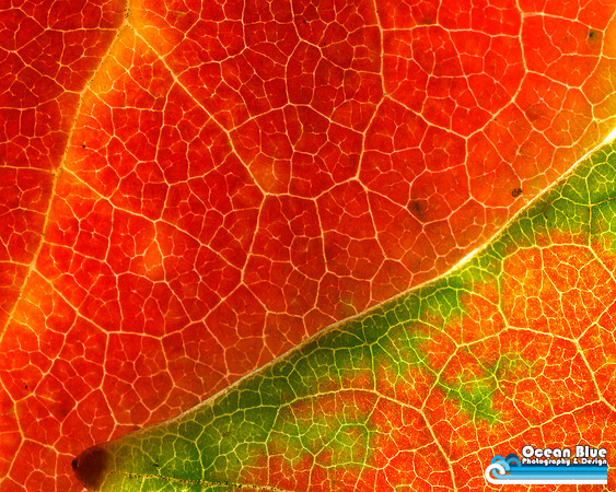 Red Leaves