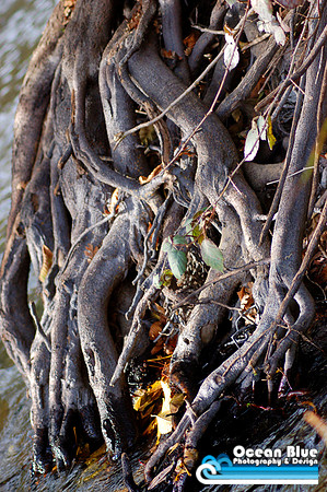 Roots