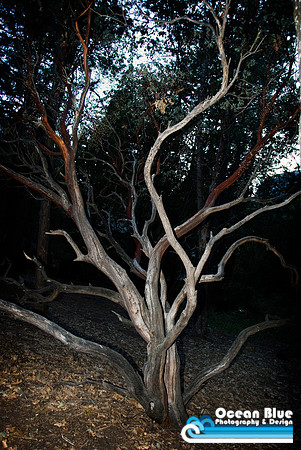 Bare Tree