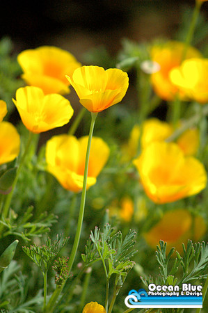 Glowing Poppies