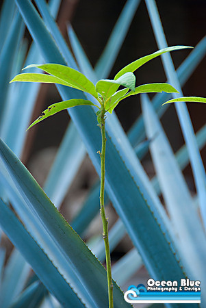 Agave