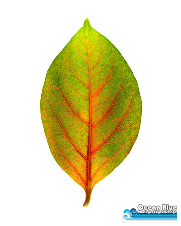 Red Veins
