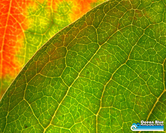 Green Leaf