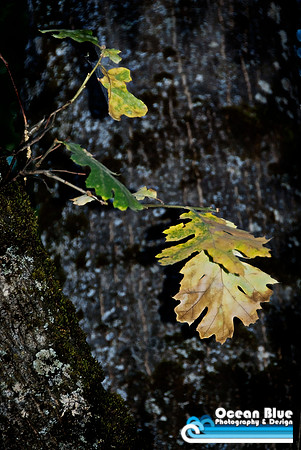 Yosemite Leaves