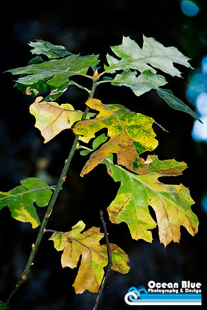 Yosemite Green Leaves